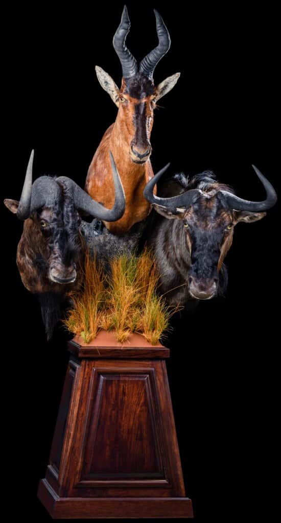 Red Hartebeest, Blue and Black Wildebeest Pedestalmount Combination Custom Base with Habitat 20191115 0517