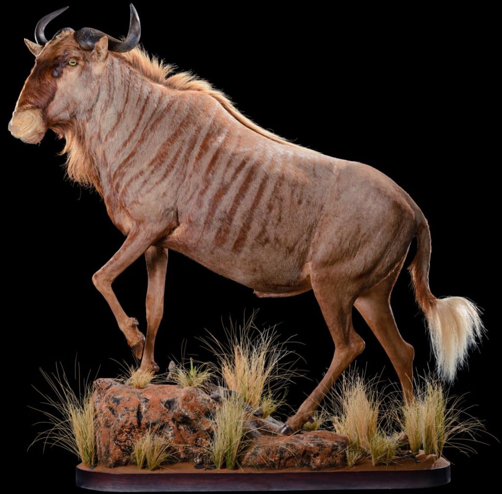 Golden Wildebeest Fullmount 20190704 1372