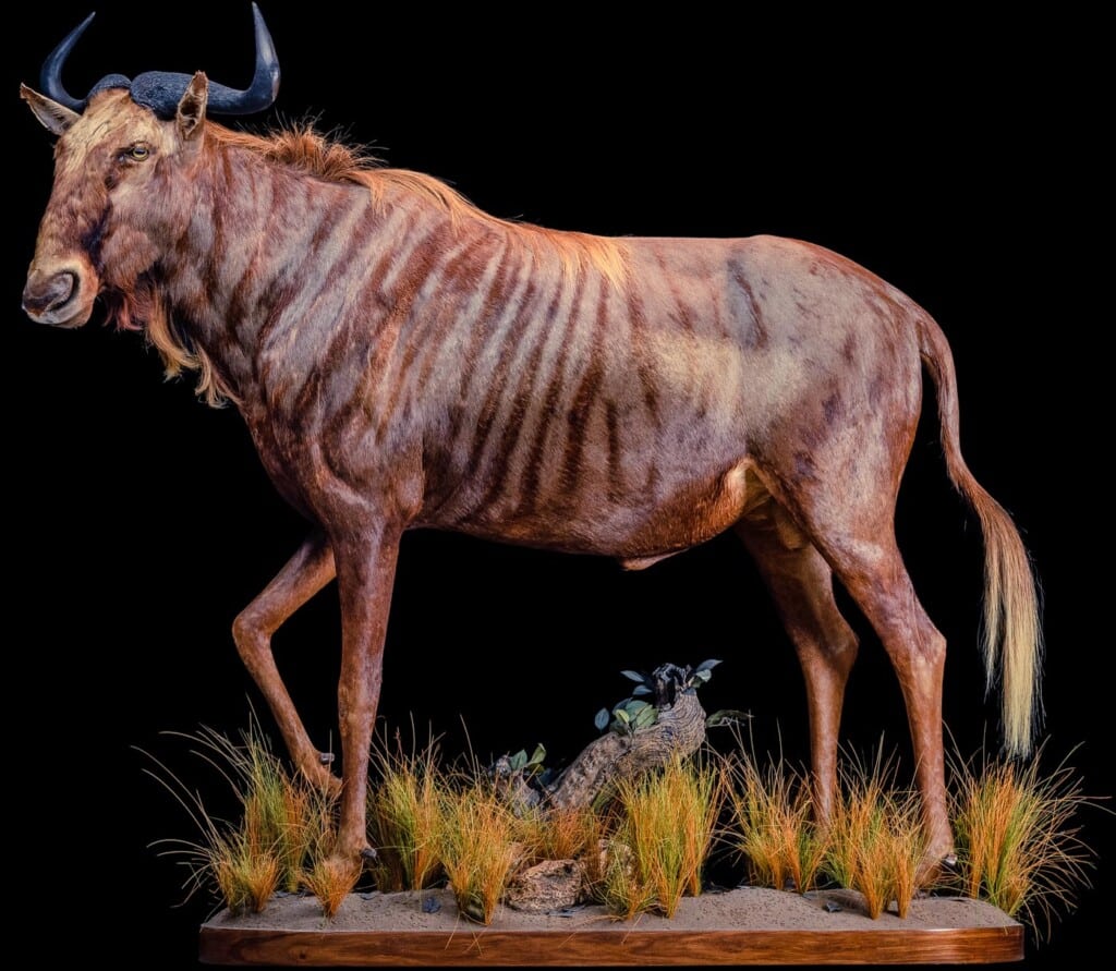 Golden Wildebeest Fullmount 20200123 1371