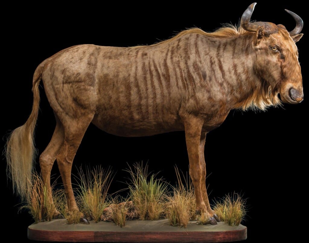 Golden Wildebeest Fullmount 20220830 1374