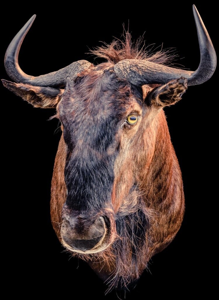 Blue Wildebeest Shouldermount Right Turn 20200123 1388