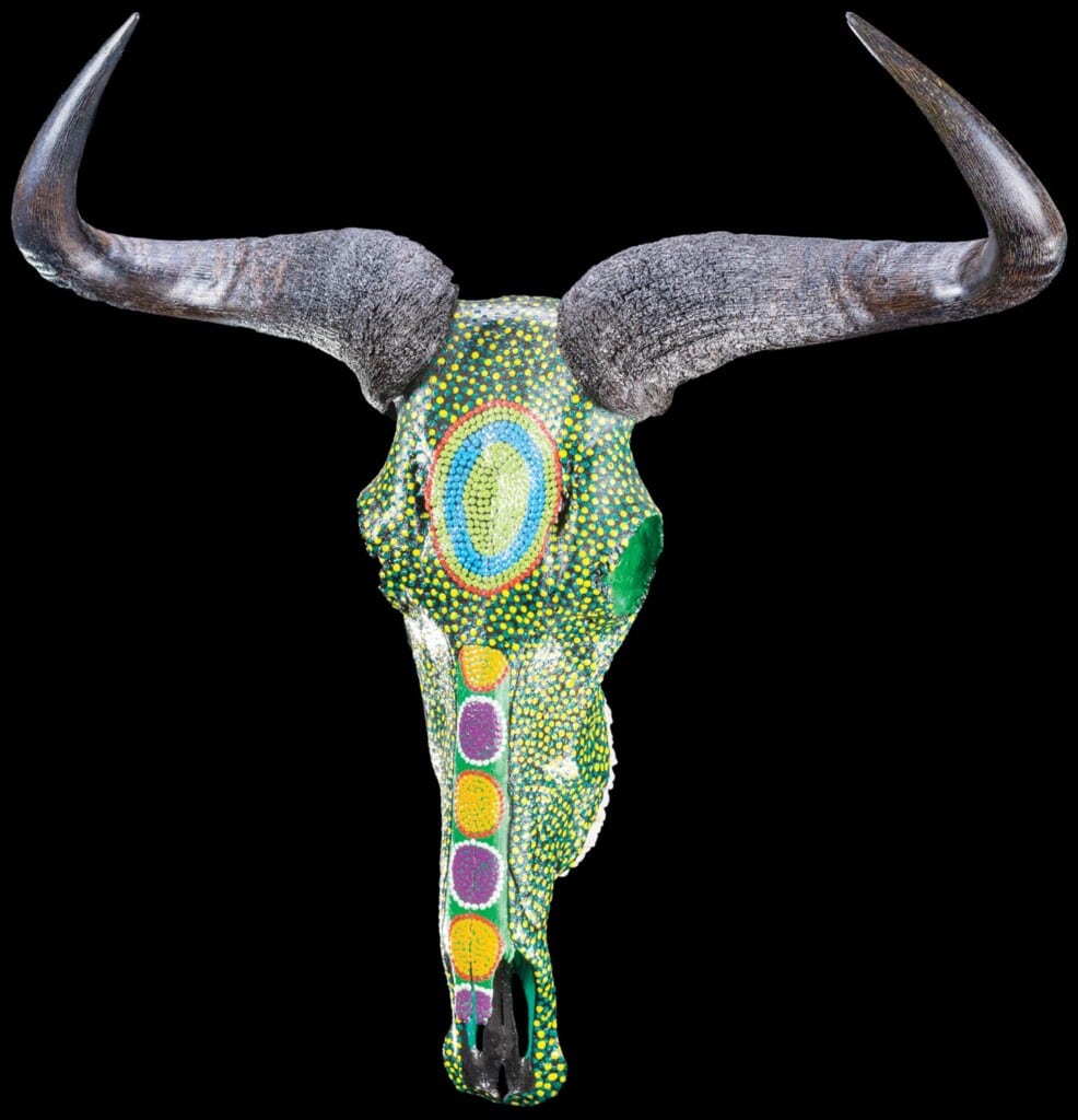 Blue Wildebeest Fullskull Painted 20151021 1401