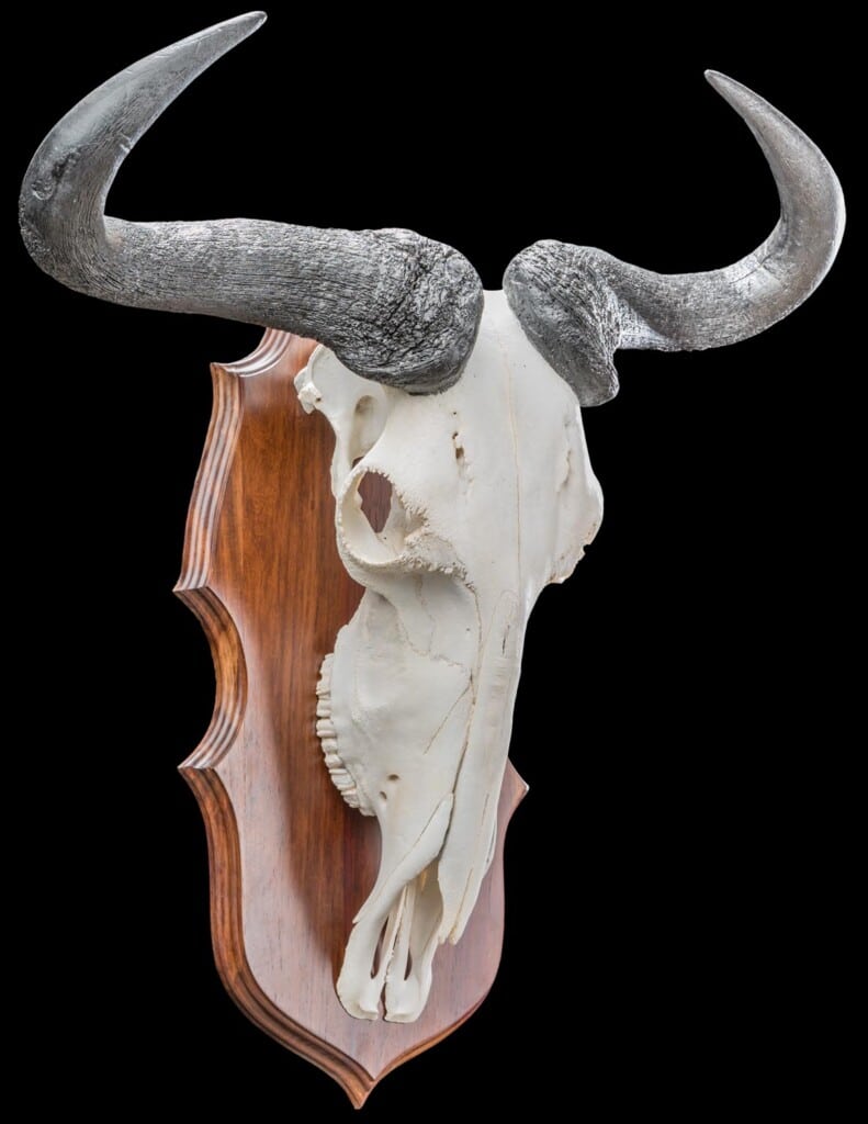 Blue Wildebeest Fullskull Shieldmount 20190903 1403