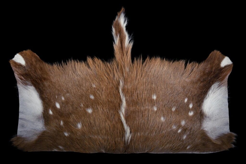Bushbuck Back Skin Tan 20191115 0113