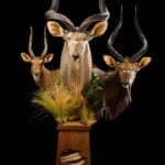 Kudu, Nyala and Bushbuck Pedestalmount Combination with Inlay 20210702 0096