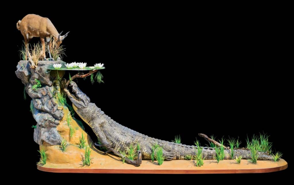 Crocodile and Bushbuck Prey Fullmount Combination Custom Diorama Base 20150930 0079