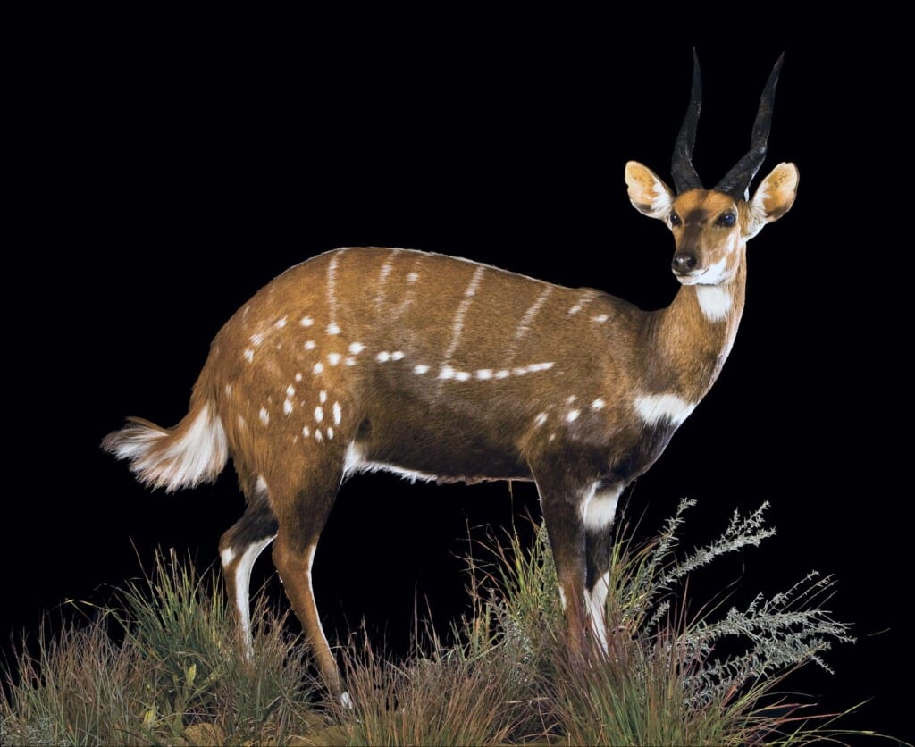 Bushbuck Fullmount Right Turn 20080612 0086