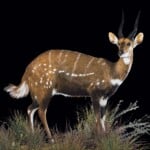 Bushbuck Fullmount R/T 20080612 0086