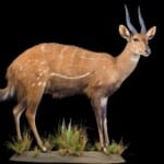 Bushbuck Fullmount R/T 20170818 0089