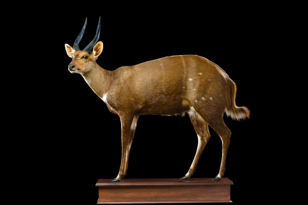Bushbuck Fullmount Custom Base 20171019 0093