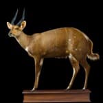 Bushbuck Fullmount Custom Base 20171019 0093