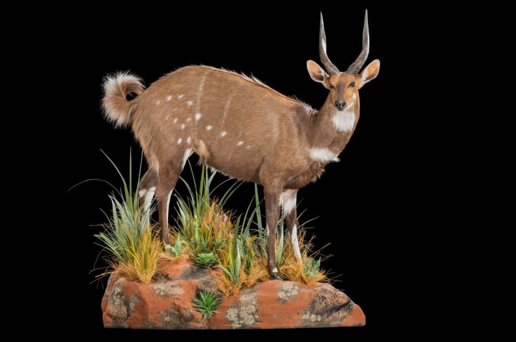 Bushbuck Fullmount Right Turn 20180626 0095