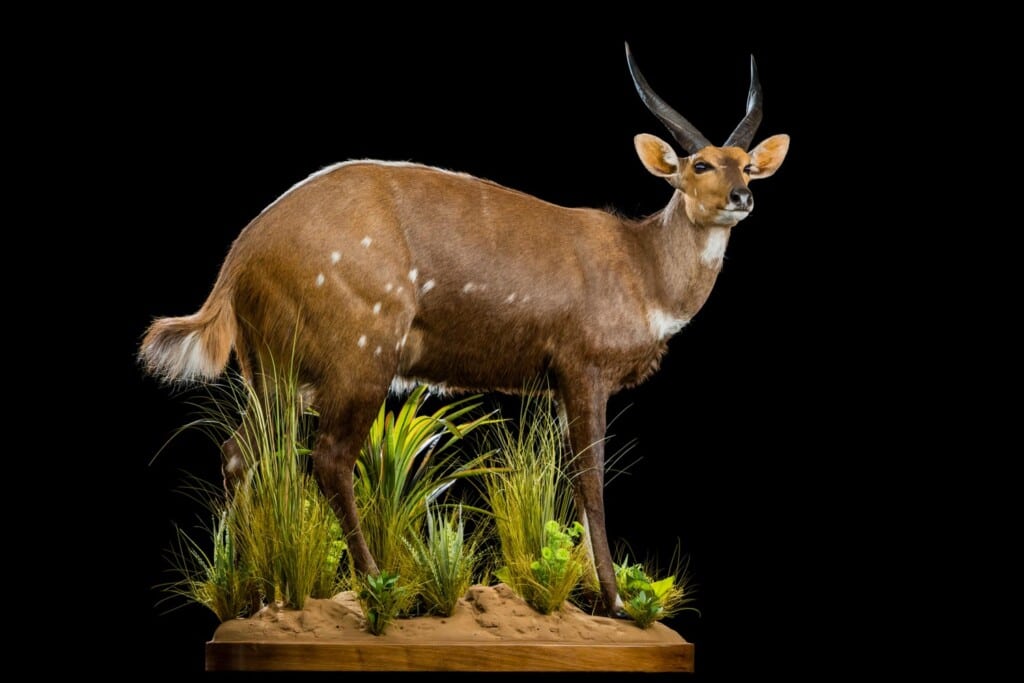 Bushbuck Fullmount Right Turn 20200904 0091