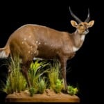Bushbuck Fullmount R/T 20200904 0091