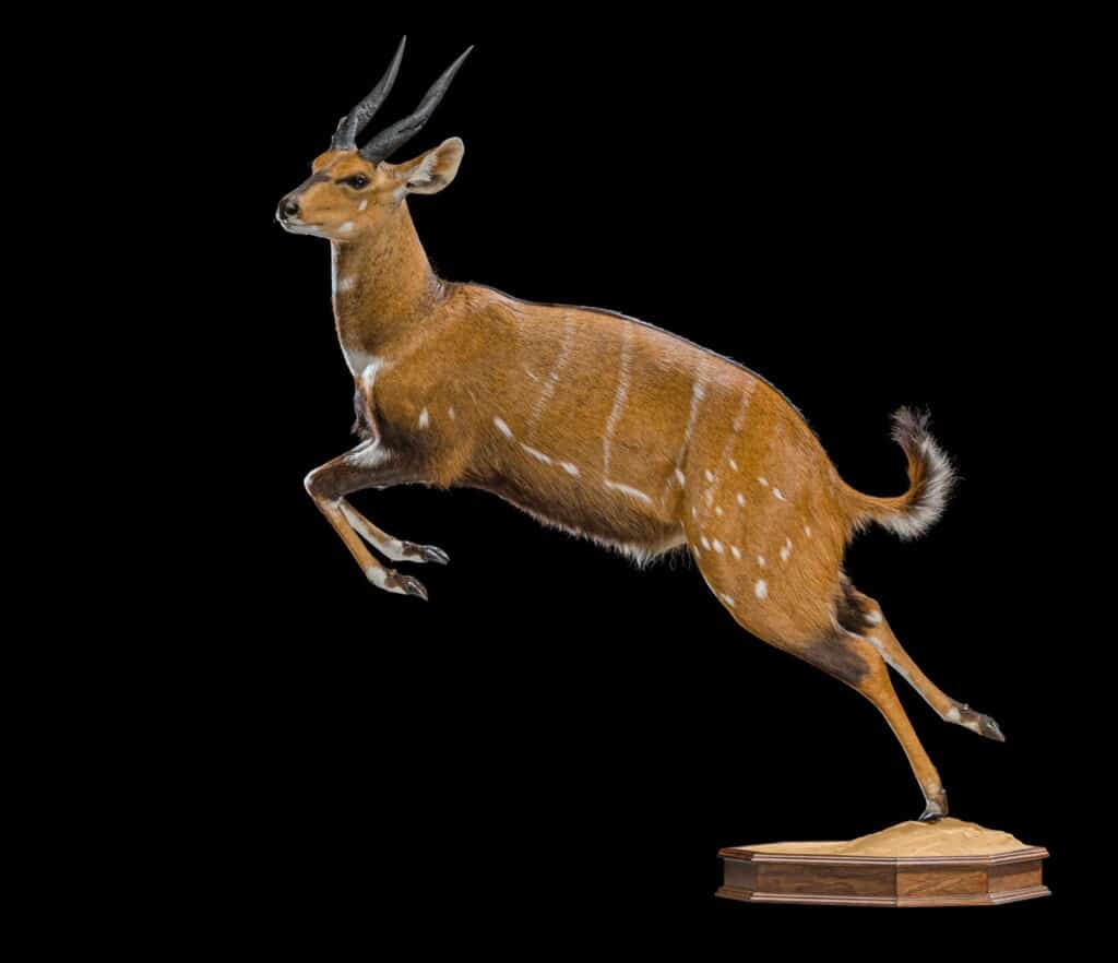 Bushbuck Fullmount Jumping 20210813 0092