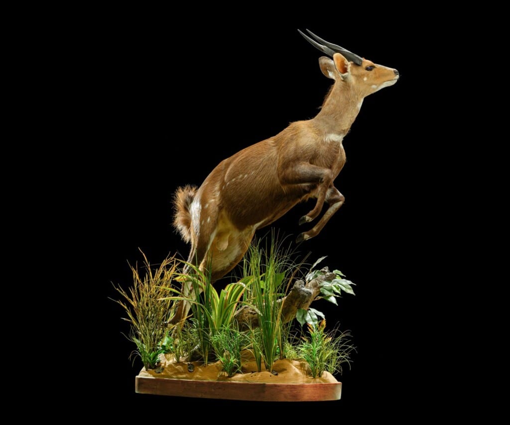 Bushbuck Fullmount Jumping 20210910 0085