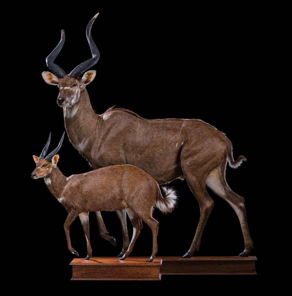 Mountain Nyala and Bushbuck Fullmount Combination on Custom Bases LL019