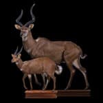 Mountain Nyala and Bushbuck Fullmount Combination Custom Base 20230920 5009