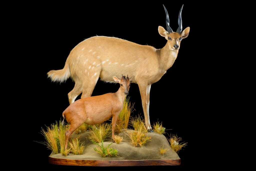 Bushbuck Red Duiker Fullmount Combination 20171130 0081