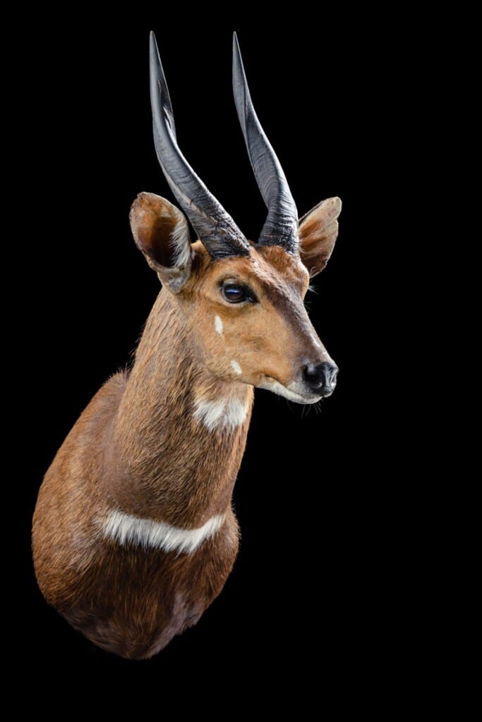 Bushbuck Shouldermount 20191115 0112