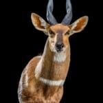 Bushbuck Shouldermount R/T 20200527 0106