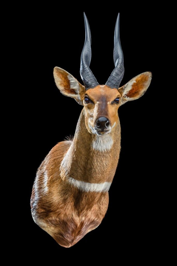 Bushbuck Shouldermount Right Turn 20200527 0106