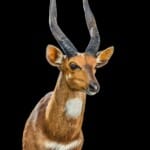 Bushbuck Shouldermount 20200527 0107