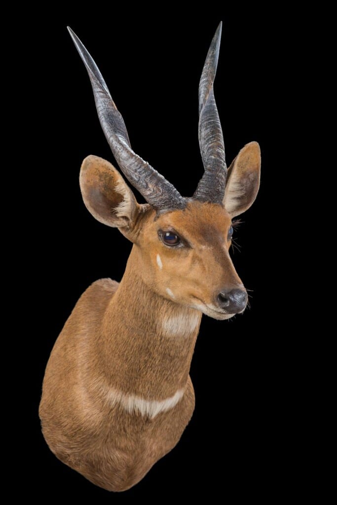 Bushbuck Shouldermount 20220830 0109
