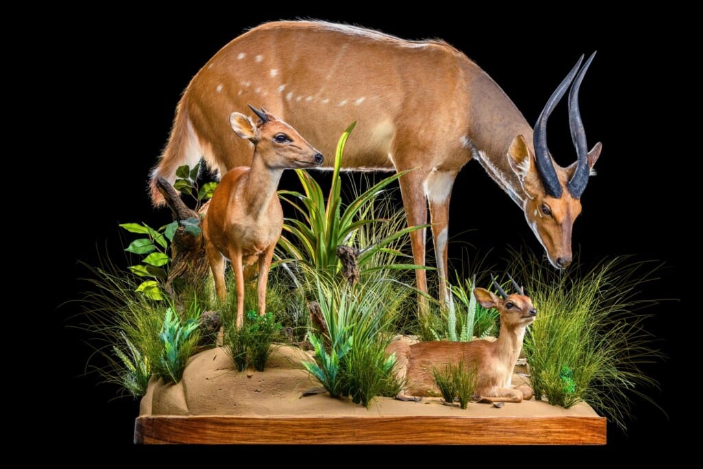 Bushbuck, Suni and Red Duiker Fullmount Combination 20200527 0082