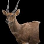 Bushbuck Wall Pedestalmount L/T Curvedback 20180507 0103