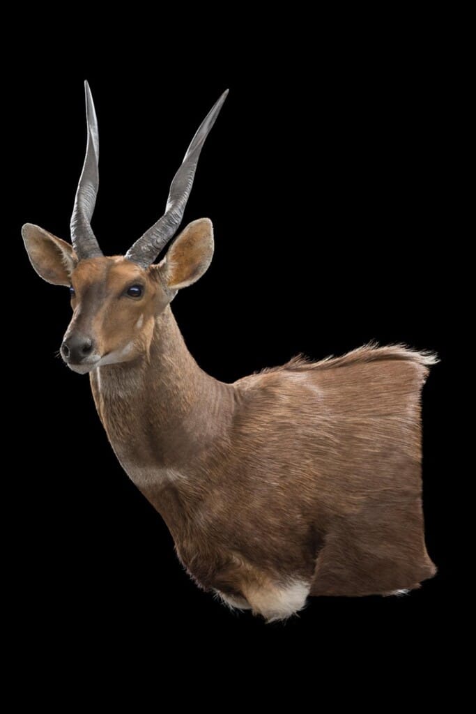 Bushbuck Wall Pedestalmount Left Turn Curved Back 20180507 0103