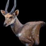 Bushbuck Wall Pedestalmount L/T Curvedback 20191115 0104