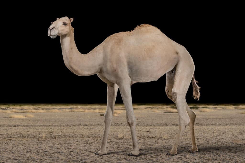 Camel Fullmount 20190214 0114