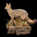 Cape Fox Fullmount Wall Display 20220805 0052
