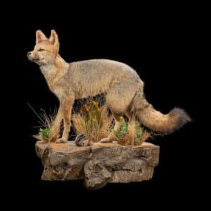 Cape Fox Fullmount Wall Display 20220805 0052