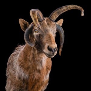 Four Horned Sheep Shouldermount 20201022 0042