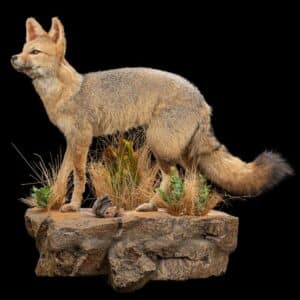 Cape Fox Fullmount Wall Display JJ116