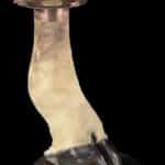 Giraffe Foot Ashtray 20220830 0499