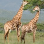 Giraffe Fullmount Combination 20171107 0491