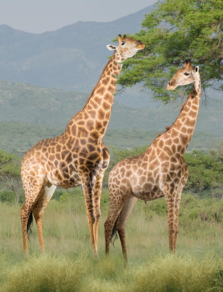 Giraffe Fullmount Combination Photoshop Background For Illustration Purpose 20171107 0491