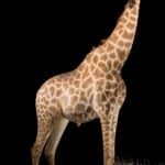 Giraffe Fullmount Custom Diorama R/T 20171107 0489
