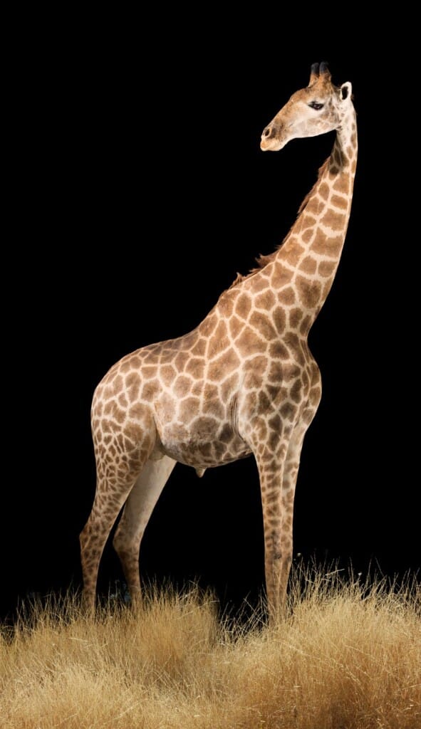 Giraffe Fullmount Custom Diorama Base Right Turn 20171107 0489