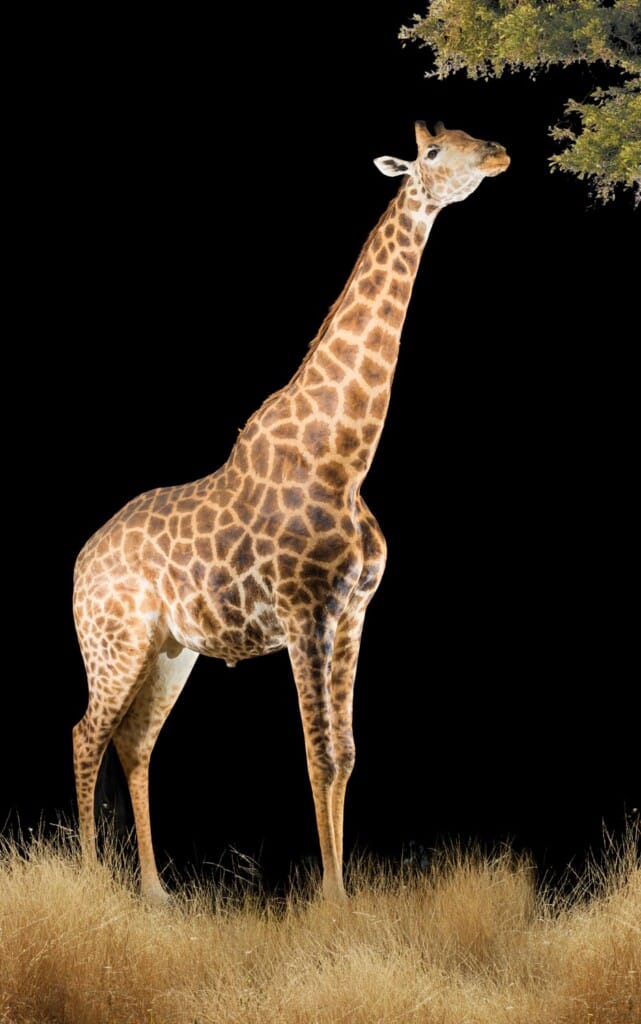 Giraffe Fullmount Custom Diorama Base 20171107 0490