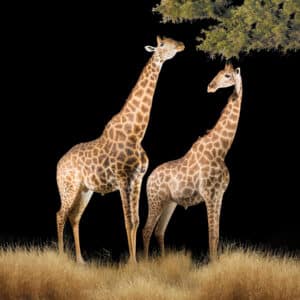 Giraffe Fullmount Combination Custom Diorama Base 20171107 0491