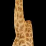 Giraffe Floor Pedestalmount L/T 20150930 0478