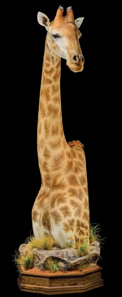 Giraffe Floor Pedestalmount Custom Base with Habitat Left Turn 20150930 0478