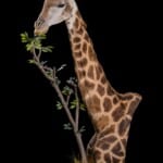 Giraffe Floor Pedestalmount L/T 20201022 0477