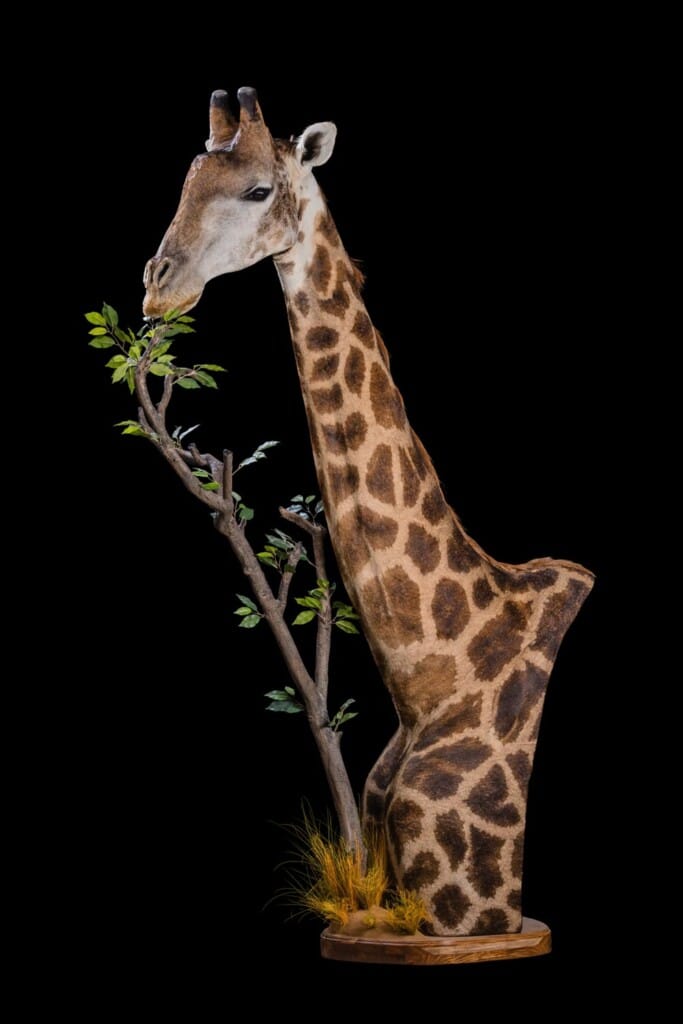 Giraffe Floor Pedestalmount Custom Base with Habitat Left Turn 20201022 0477