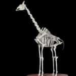 Giraffe Skeleton Custom Base 20180801 0486