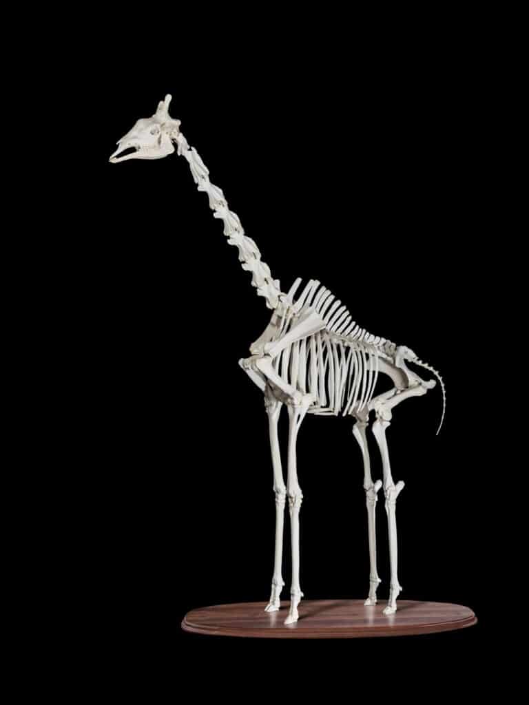 Giraffe Skeleton Custom Base 20180801 0486